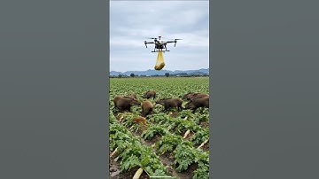 Drone vs Wild Boars! Smart Farming Saves the Field 🚁🐗