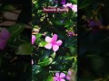 Periwinkle ❤💚❤Blooming #shorts #lotsofflowers #sadabahar