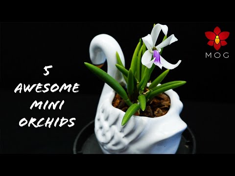 Video: Mini orchideeën: thuisverzorging. dwerg orchidee