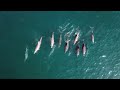 SUPing with DOLPHINS and SURFING in Krui, Sumatra, Indonesia - Ep# 107