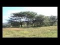 Seenaa Goota Oromoo By Nasraddiin Aadam 