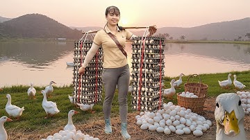 Harvesting Duck Eggs Go To Market Sell - Build A Large Nest For Ducks To Incubate Eggs