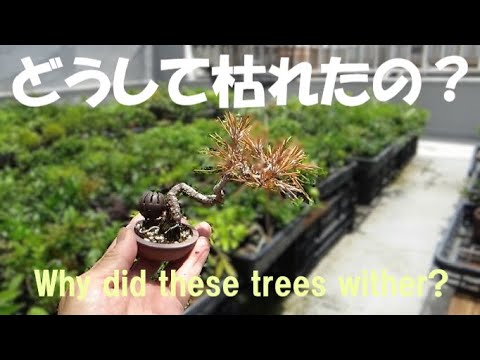 ヒンデローペン　マイネフィッサー盆 2022 立春盆栽大市 Spring Bonsai Market 【2/8-16】 - YouTube