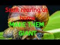 Snail rearing at home world tutorial 1