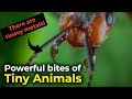 Tiny Animals | How can it bite so powerful? Heavy metals!