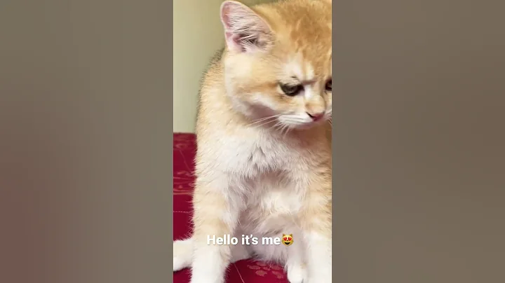 Video 4539441: tabby scottish, golden scottish, brown bengal, cute kitten