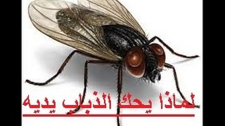 لهذا السبب يحك  الذباب يديه باستمرار دون توقف