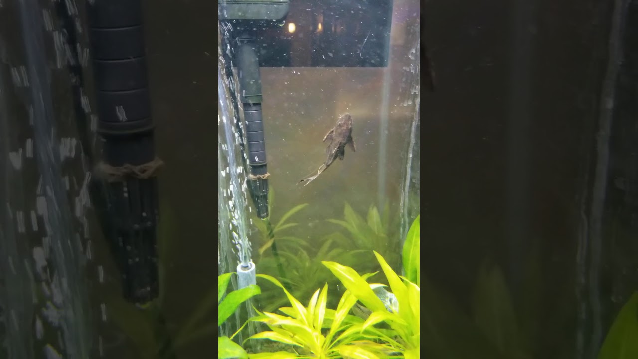 a working pleco cleaning tank. shorts YouTube