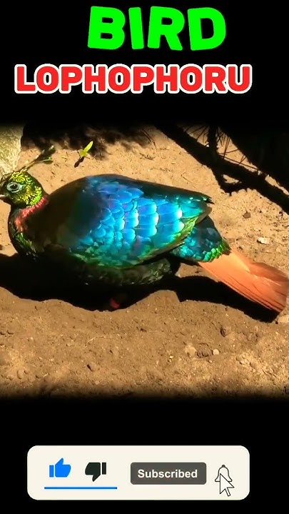 Bird #Lophophorus National bird of Nepal #youtubeshorts #reels #