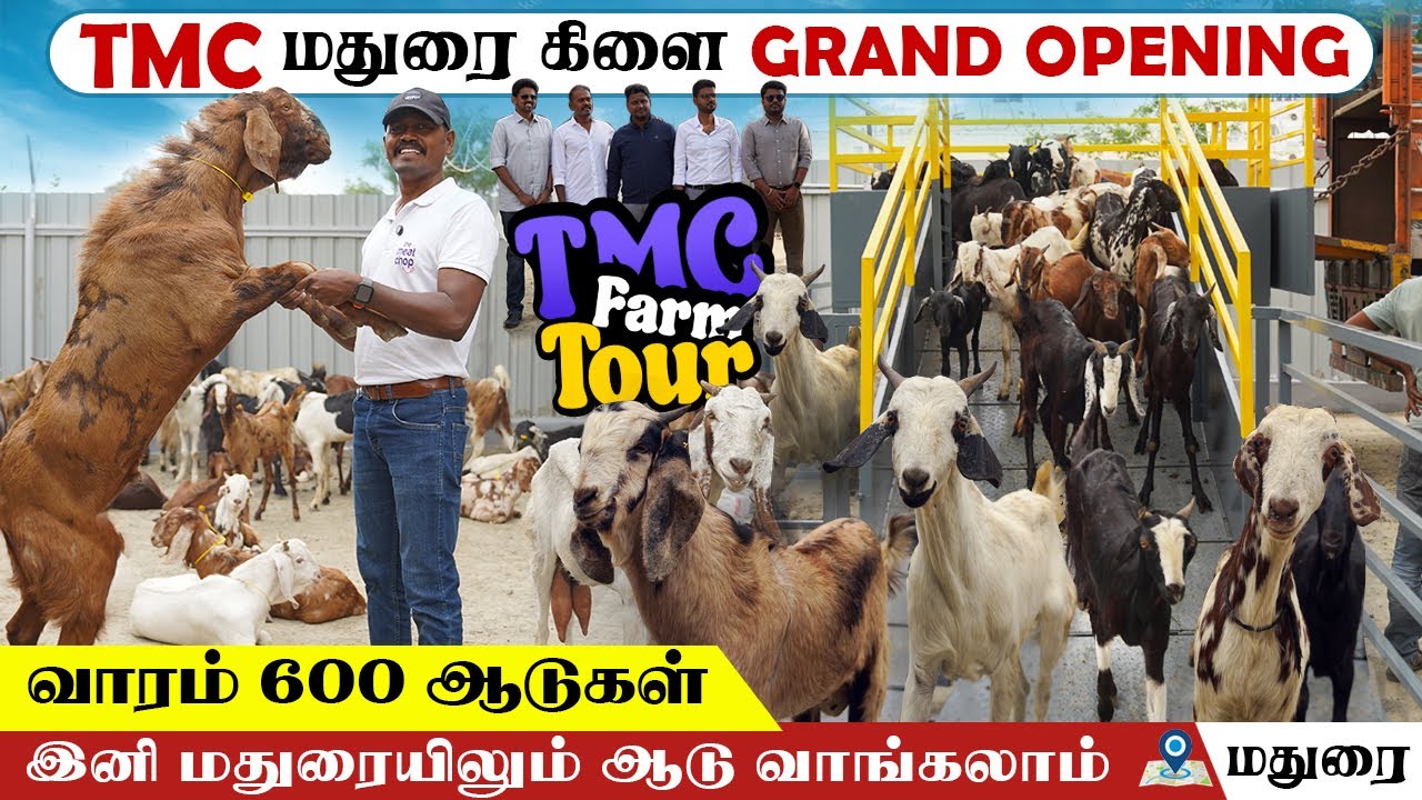 மதுரையை கலக்கும் TMC Goat Farm, மாதம் 2500 ஆடுகள் | குறைந்த விலையில் | Farm Tour #themeatchop #goats