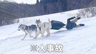 【爆笑】スキー場で犬ぞりしたら大事故w 引きずられる飼い主と構わず走り続けるハスキー兄弟ww【シベリアンハスキー】