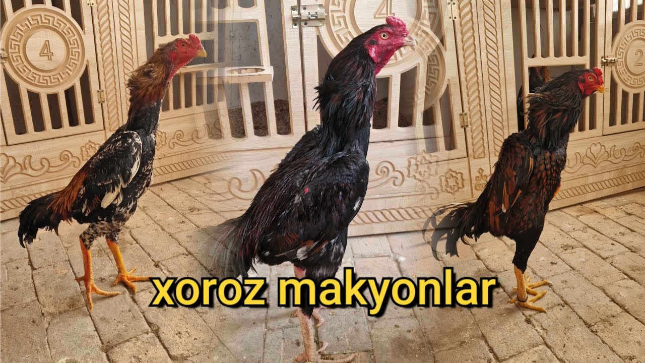 XOROZ MAKYONLAR 91 653 19 93