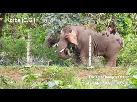 वीडियो: ब्रिटिश पशु चिकित्सकों ने एक गंजे हाथी को ठीक किया