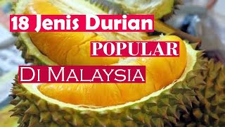 18 JENIS DURIAN POPULAR KAT MALAYSIA YANG WAJIB DIKETAHUI | HANTU DURIAN