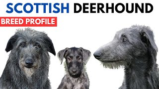 Scottish Deerhound Breed Profile History  Price  Traits  Deerhound Grooming Needs  Lifespan