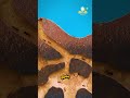 مملكة النمل تحت الأرض أكبر من بيت الإنسان بكثير 
