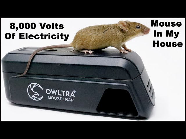 8,000 Volts Of Electricity End A Mouse Home Invasion. The OWLTRA Infrared  Trap. Mousetrap Monday 