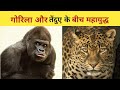 Gorrila vs leopard  gorrila vs leopard kon hoga wineerin hindi