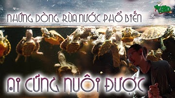 Những dòng rùa nước phổ biến giá rẻ ai cũng nuôi được | WILDVN TV