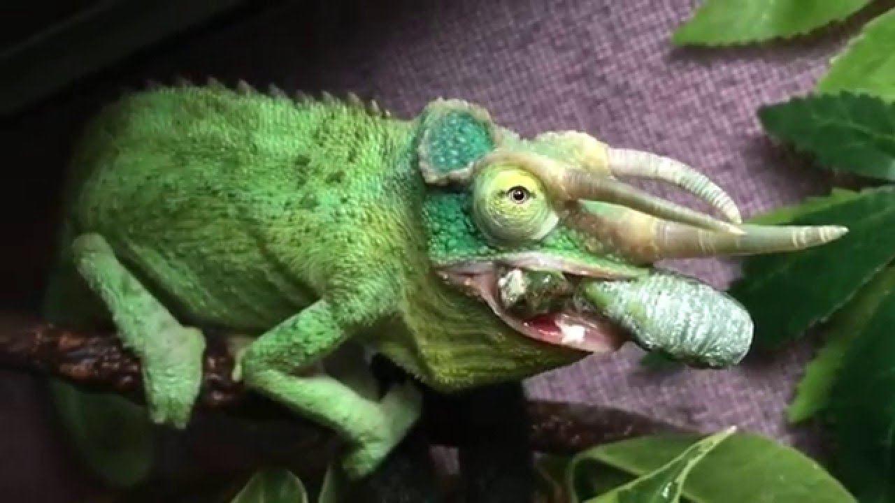 Can Chameleons Eat Maggots?
