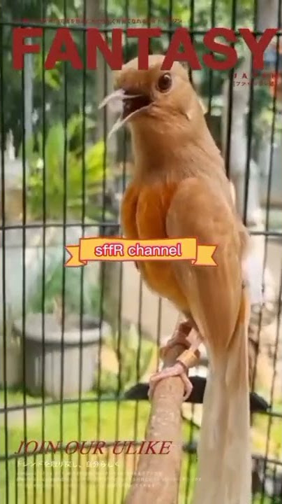 burung murai batu berwarna coklat keemasan yang sangat langka