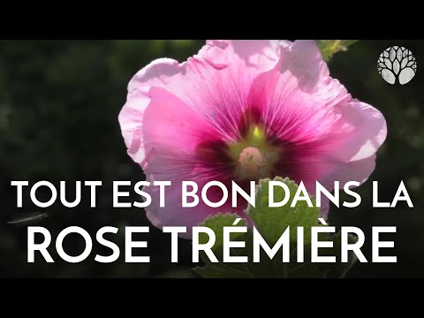 Vidéo: Traitement de l'anthracnose de la rose trémière - Gestion de l'anthracnose sur les roses trémières
