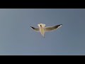 bird flying slow motion