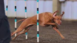 Vizsla Song & Video from Musical Tails