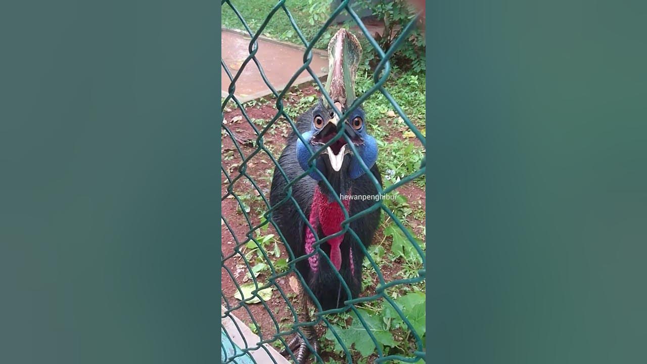 Cassowary Funny Sounds #shorts - YouTube