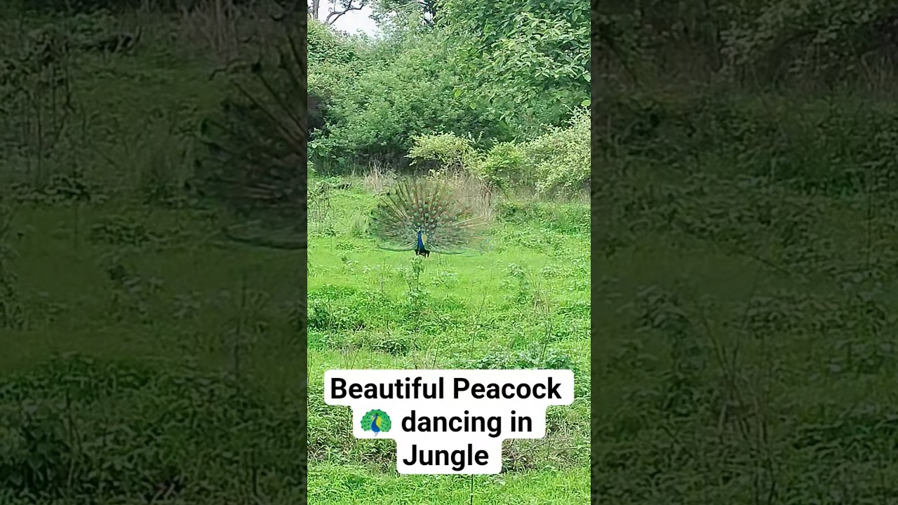 Beautiful Peacock spotted while dancing #shorts #viralshorts #peacock #junglesafari