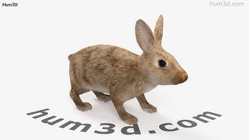 Common Rabbit 3D model by 3DModels.org