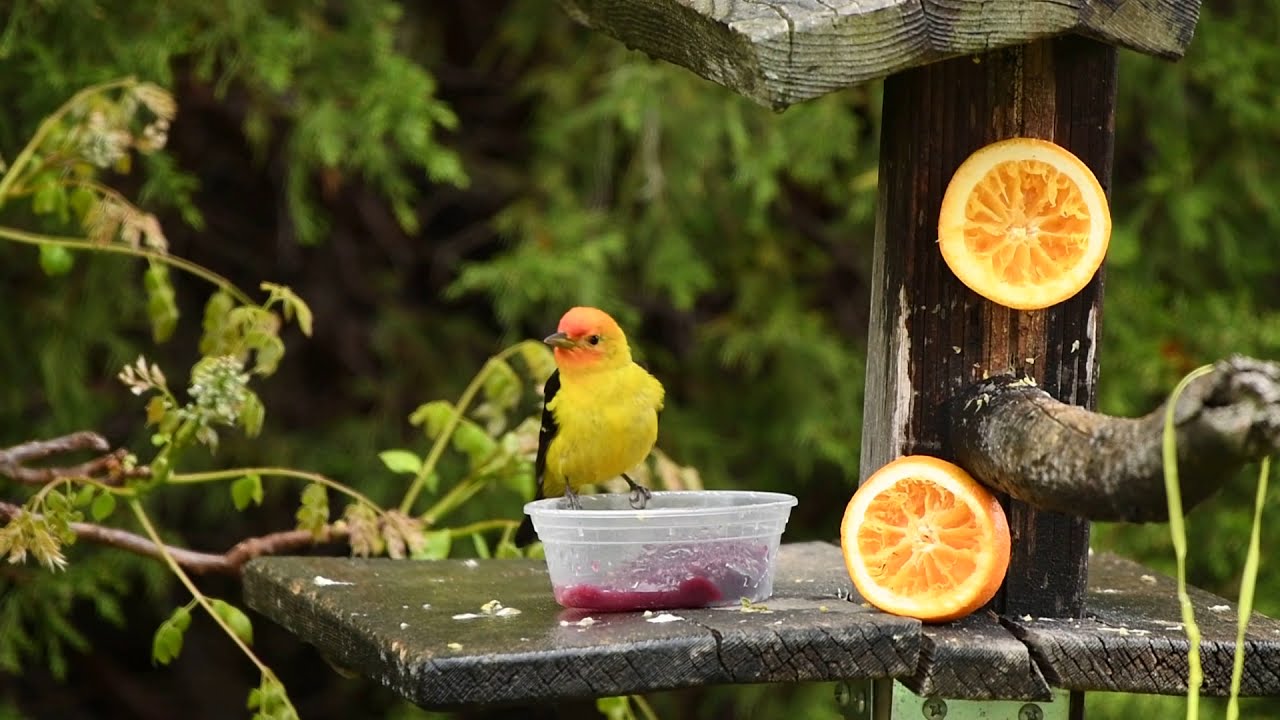 Western Tanager 052019 