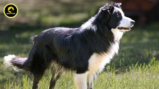 'The Ultimate Guide to Border Collie: Everything You Need to Know!'