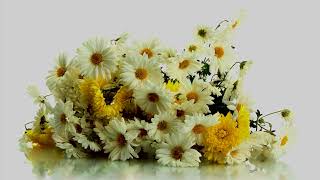 Free No Copyright Boquet of Daisy's Butterflies Peaceful Piano Music Screensaver screenshot 3