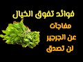 الجرجير اهم فوائد الجرجير تناول الجرجير فوائد الجرجير للجسم 