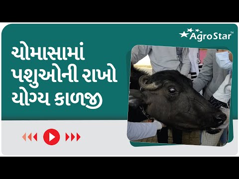 ગળસૂંઢોનું નિયંત્રણ || HS in cattle || HS control ||Vet. Dr. Suman Trivedi || - ગળસૂંઢોનું નિયંત્રણ || HS in cattle || HS control ||Vet. Dr. Suman Trivedi ||