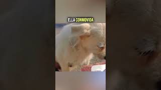 El Misterio de la Perrita que Suplicaba Auxilio ¡Te Sorprenderá! 😮🐾