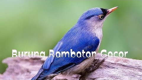 Pancingan Suara Rambatan Gacor #bird #burung #rambatangacor #masteranjernih #kicaumania #viralvideo 