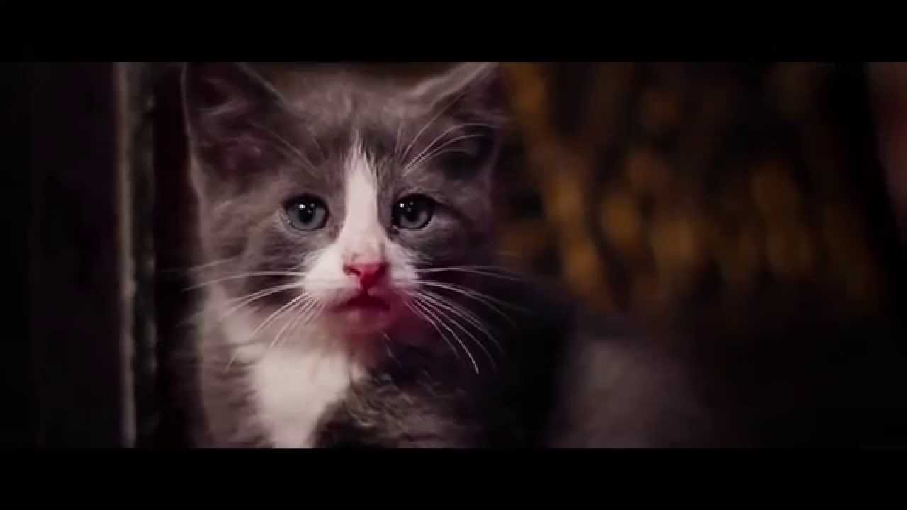 Muhteşem Bir Kedi Videosu YouTube