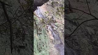 #forestlife #funny #nature #travel