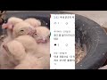 2020황조롱이 kestrel, collection of kind comments‘따뜻한  댓글 모음’