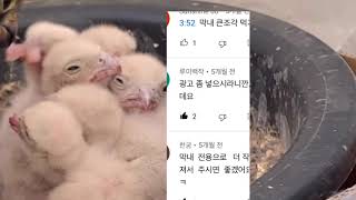 2020황조롱이 kestrel, collection of kind comments‘따뜻한  댓글 모음’