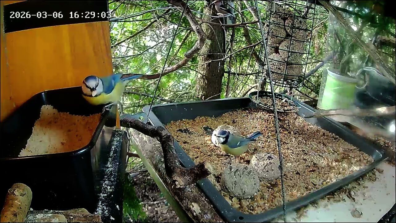 Nachmittags ist an der Nuss-Tanke viel los, Teil 2 (06.03.2026)