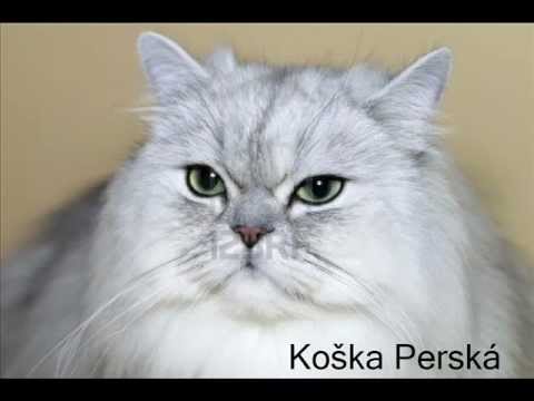Video: Plemeno Koček Singapura Hypoalergenní, Zdraví A životnost