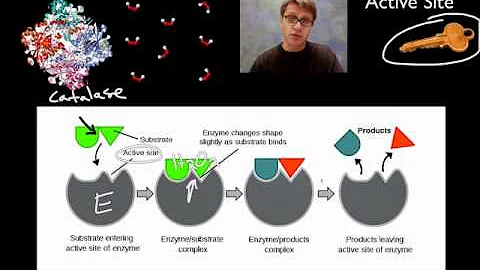 Enzymes