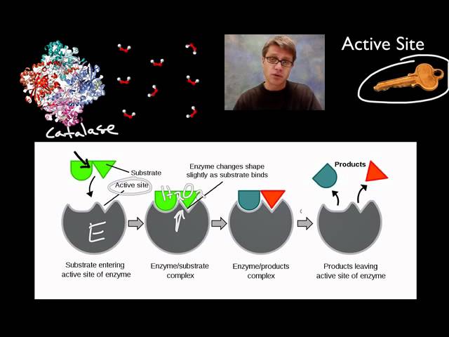 catalase substrate