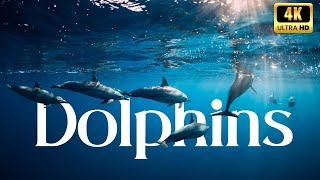 Dolphins in 4K: Graceful Swimmers of the Sea. #thehowtoacademy #dolphins #4k #uhd #dolphindance