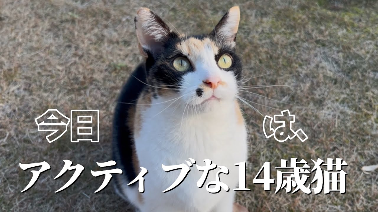 久々に大はしゃぎなお婆ちゃん猫、オンオフが凄い。国際交流も🇮🇹