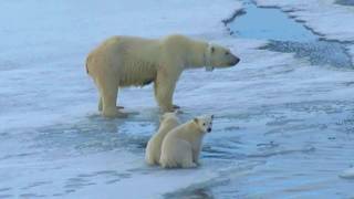 Polar bear mother and cubs