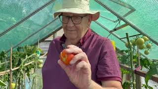 ¡Cosechando mis tomates! 🍅